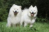 SAMOYEDE 060